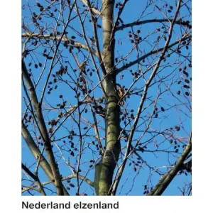 Nederland Elzenland Nu Kopen