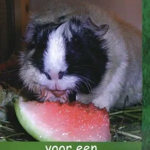 10 tips voor een gelukkig cavialeven Koopje