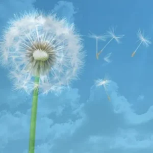 Wolkenluchten Goedkoop