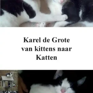 Koop Online Karel de Grote
