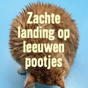 Zachte landing op leeuwenpootjes Nieuw